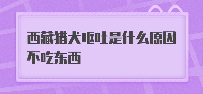 西藏猎犬呕吐是什么原因不吃东西