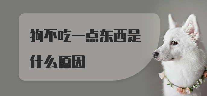 狗不吃一点东西是什么原因