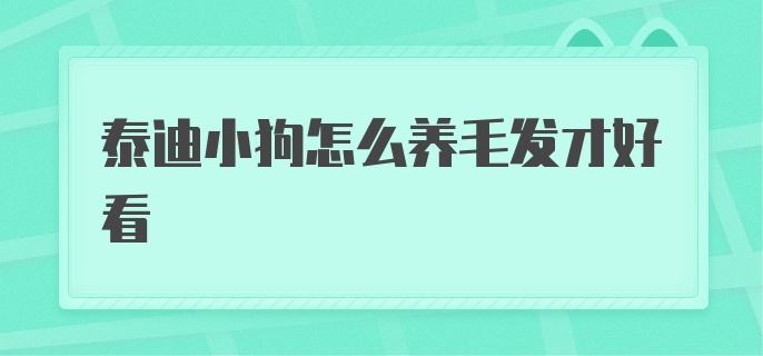 泰迪小狗怎么养毛发才好看