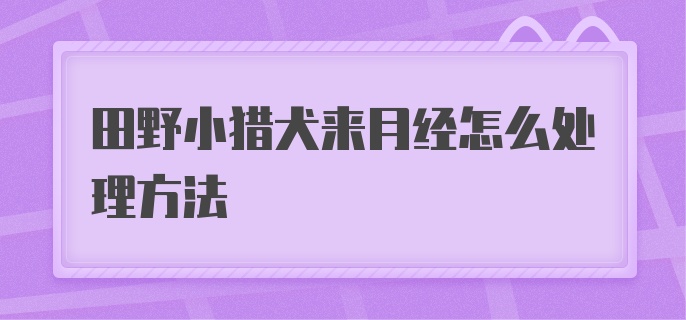 田野小猎犬来月经怎么处理方法