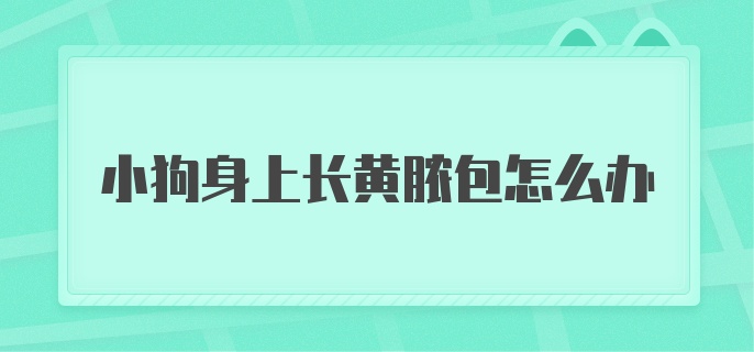 狗狗身上长黄脓包怎么办？