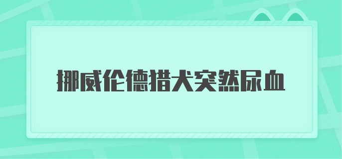 挪威伦德猎犬突然尿血