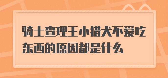 骑士查理王小猎犬不爱吃东西的原因都是什么