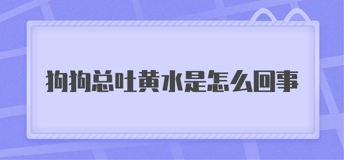 狗狗总吐黄水是怎么回事