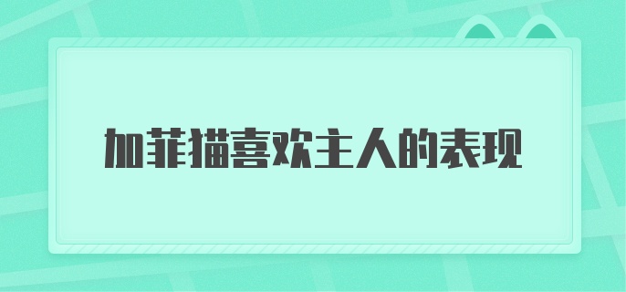 加菲猫喜欢主人的表现