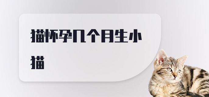 猫怀孕几个月生小猫