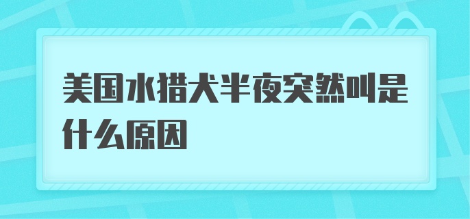 美国水猎犬半夜突然叫是什么原因