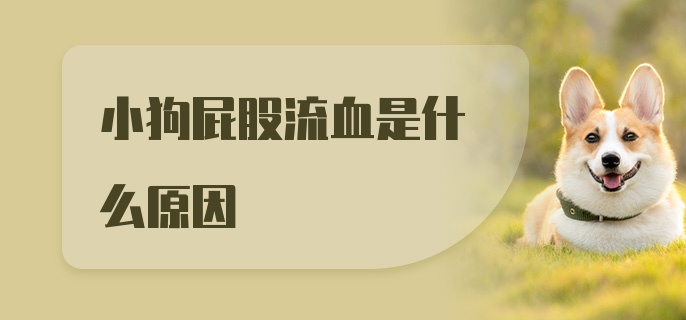 小狗屁股流血是什么原因