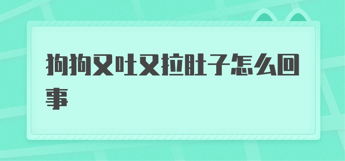 狗狗又吐又拉肚子怎么回事