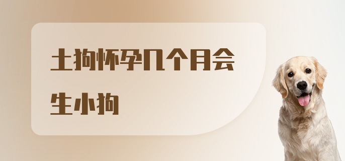 土狗怀孕几个月会生小狗