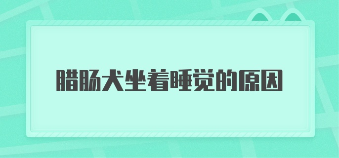 腊肠犬坐着睡觉的原因