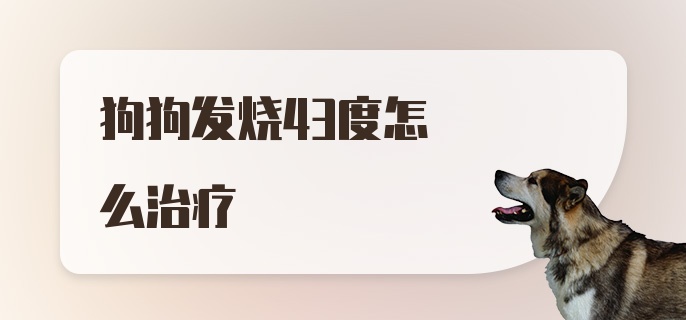 狗狗发烧43度怎么治疗