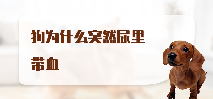 狗为什么突然尿里带血