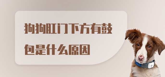 狗狗肛门下方有鼓包是什么原因