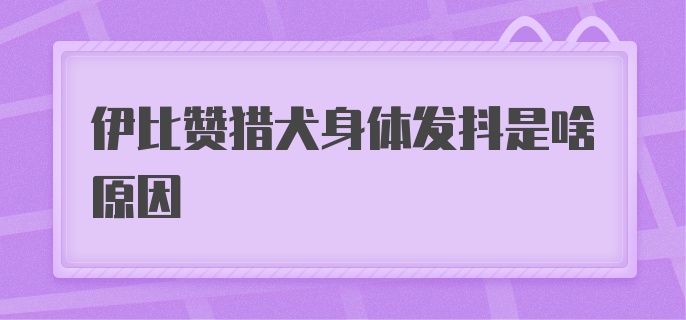 伊比赞猎犬身体发抖是啥原因