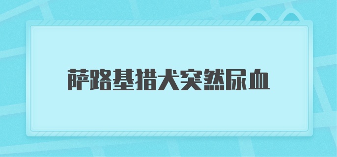 萨路基猎犬突然尿血