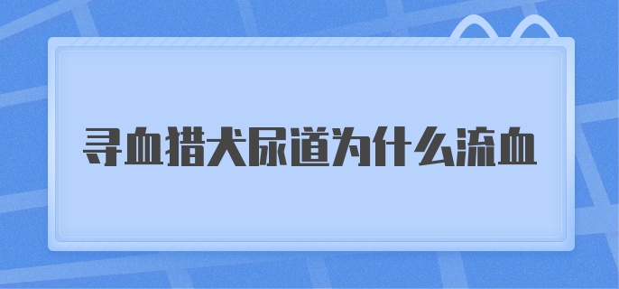 寻血猎犬尿道为什么流血