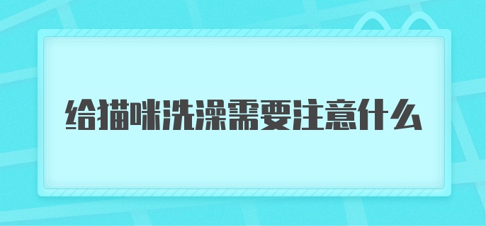 给猫咪洗澡需要注意什么