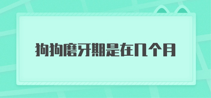 狗狗磨牙期是在几个月