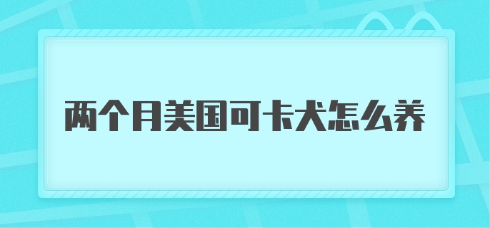 两个月美国可卡犬怎么养