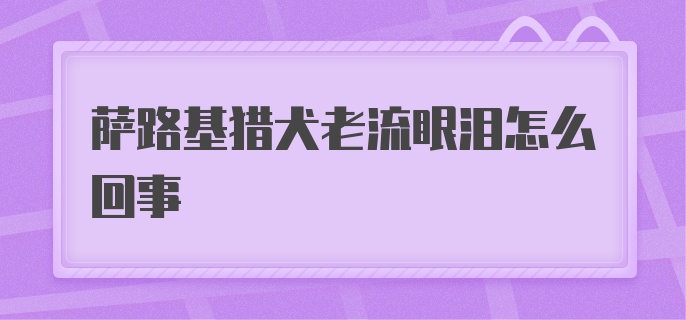 萨路基猎犬老流眼泪怎么回事