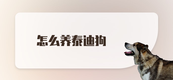 怎么养泰迪狗