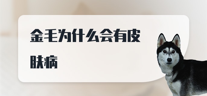 金毛为什么会有皮肤病