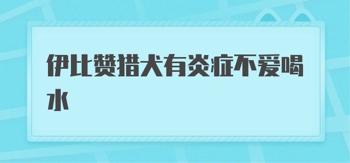 伊比赞猎犬有炎症不爱喝水