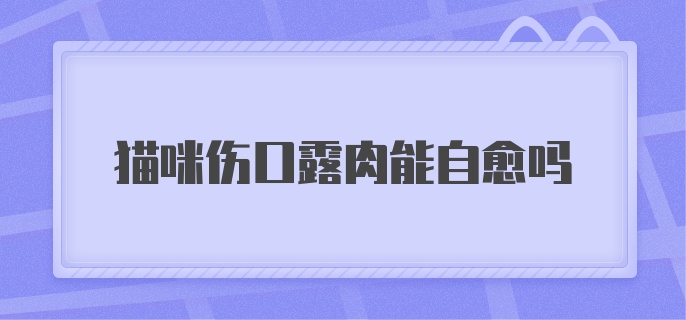 猫咪伤口露肉能自愈吗