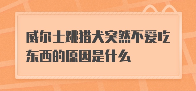 威尔士跳猎犬突然不爱吃东西的原因是什么