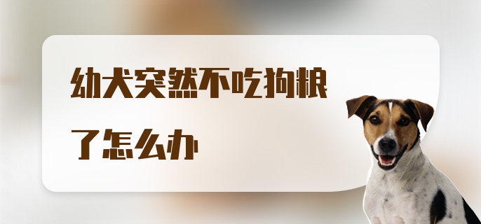 幼犬突然不吃狗粮了怎么办