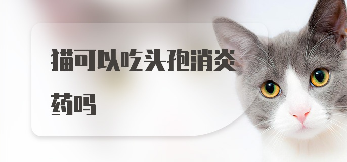 猫可以吃头孢消炎药吗