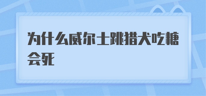 为什么威尔士跳猎犬吃糖会死