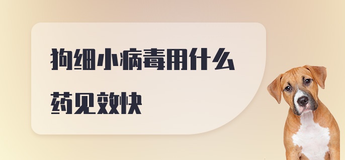 狗细小病毒用什么药见效快