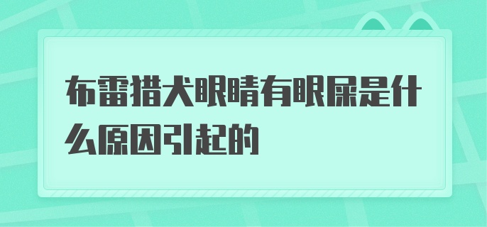 布雷猎犬眼睛有眼屎是什么原因引起的