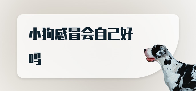 小狗感冒会自己好吗