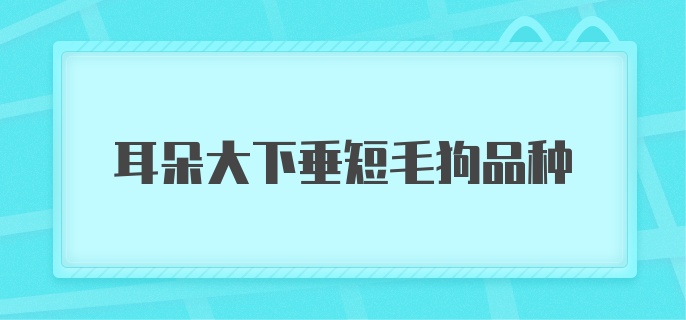 耳朵大下垂短毛狗品种