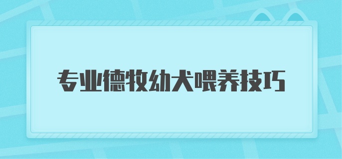 专业德牧幼犬喂养技巧