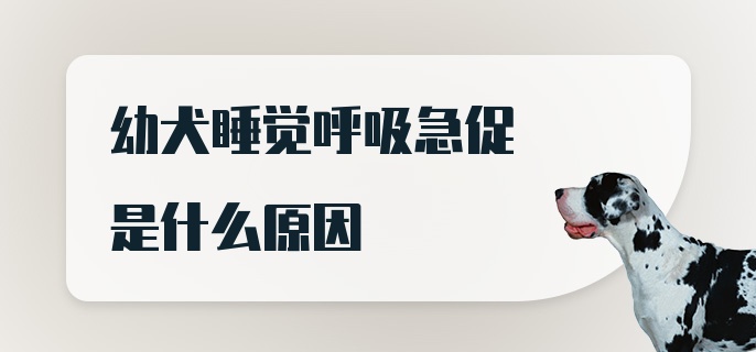 幼犬睡觉呼吸急促是什么原因