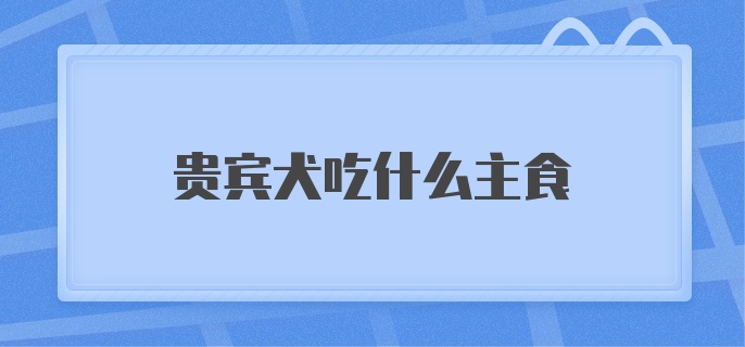 贵宾犬吃什么主食