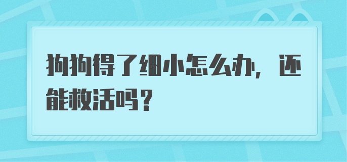 狗狗得了细小怎么办,还能救活吗?