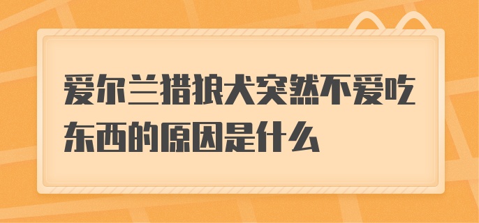 爱尔兰猎狼犬突然不爱吃东西的原因是什么