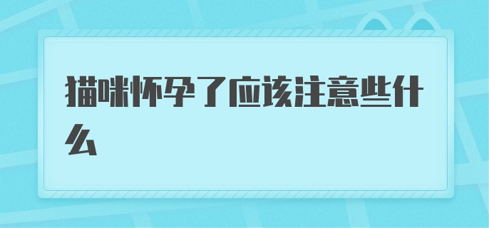 猫咪怀孕了应该注意些什么