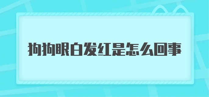 狗狗眼白发红是怎么回事