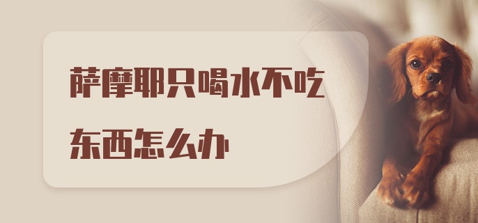 萨摩耶只喝水不吃东西怎么办