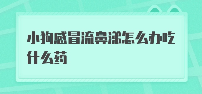 小狗感冒流鼻涕怎么办吃什么药