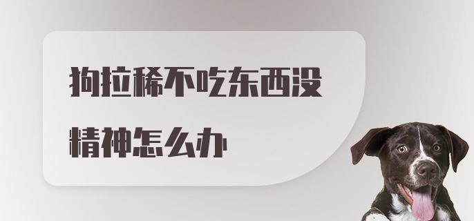 狗拉稀不吃东西没精神怎么办