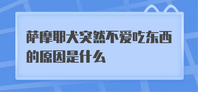 萨摩耶犬突然不爱吃东西的原因是什么