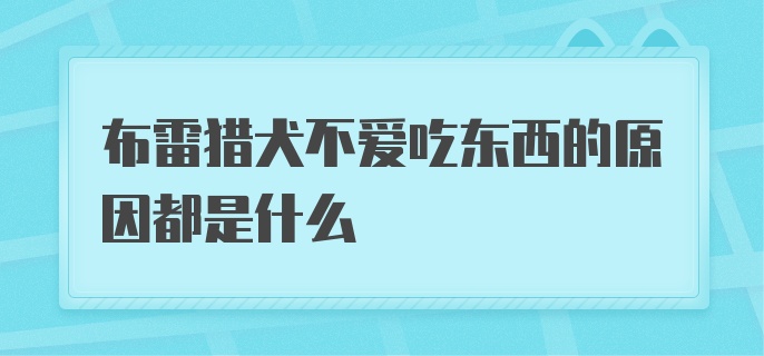 布雷猎犬不爱吃东西的原因都是什么