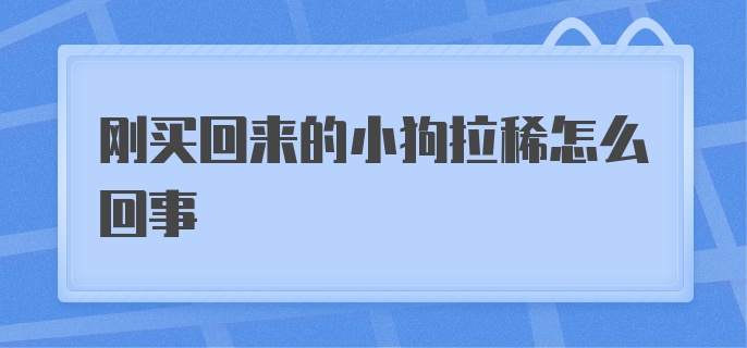 刚买回来的小狗拉稀怎么回事